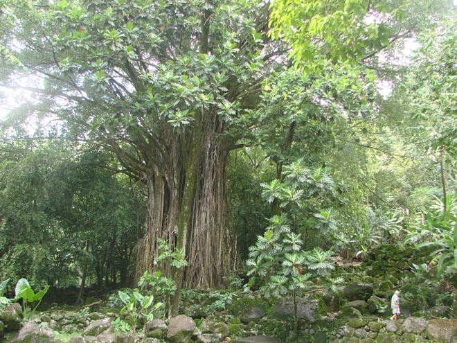 Great Banyan Tree used for cannibalistic sacrifices - person walking gives perspective © BW Media